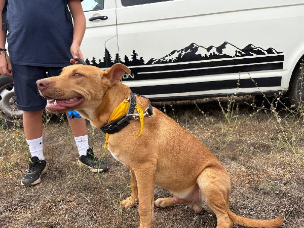 Beep, cucciolone mix pitbull 7 mesi Foto 4
